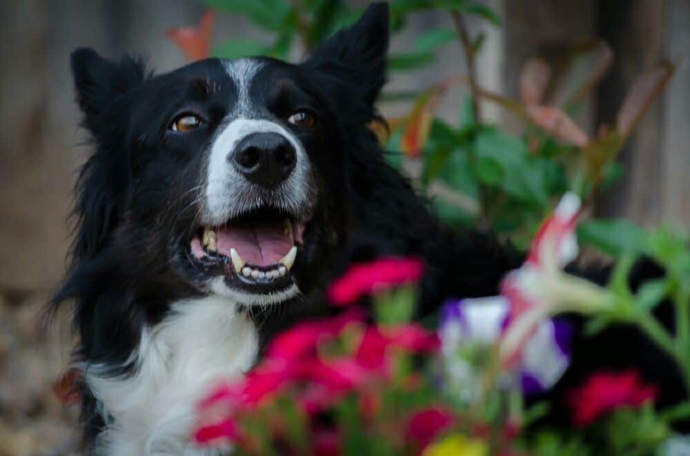 Border Collie